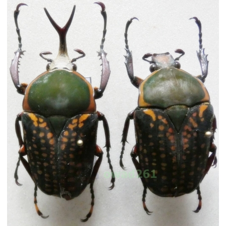 Megalorrhina harrisi peregrina Kolbe, 1895 pair 48mm Tanzania